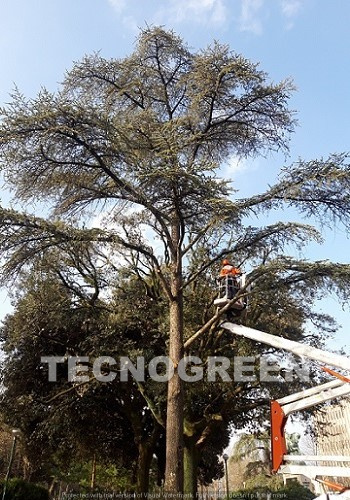 Grosseto | Taglio ed abbattimento o potatura di Pino ed alberi alto fusto